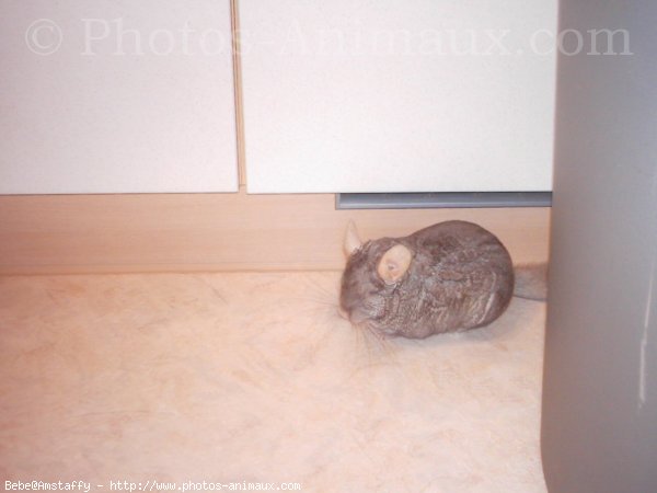 Photo de Chinchilla