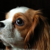 Photo de Cavalier king charles spaniel