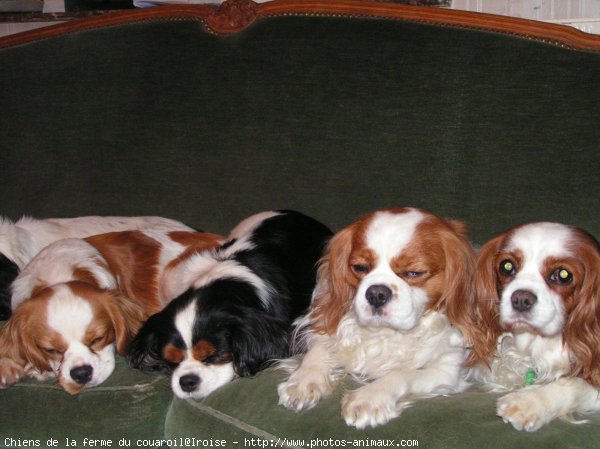 Photo de Cavalier king charles spaniel