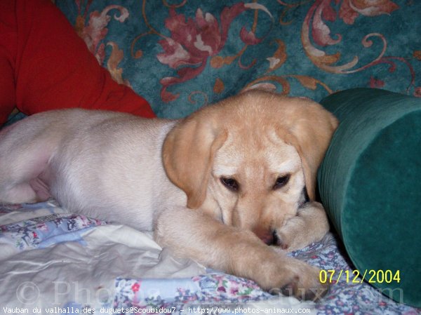 Photo de Labrador retriever