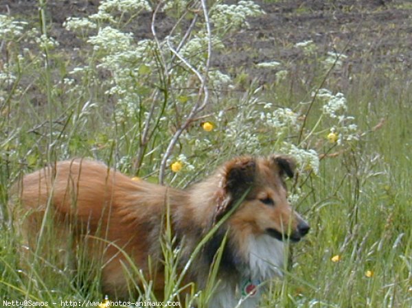 Photo de Chien de berger des shetland