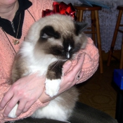 Photo de Ragdoll