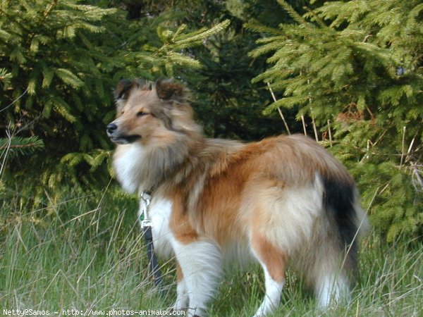 Photo de Chien de berger des shetland