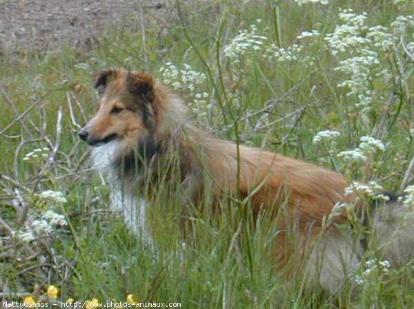 Photo de Chien de berger des shetland