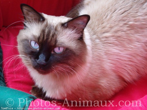 Photo de Sacr de birmanie