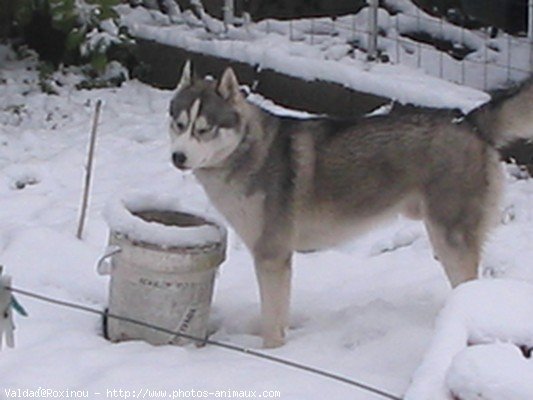 Photo de Husky siberien