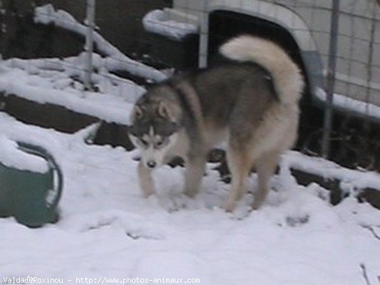 Photo de Husky siberien