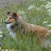 Photo de Chien de berger des shetland