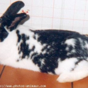 Photo de Lapin