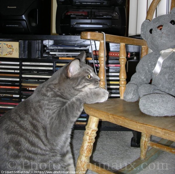 Photo de Chat domestique