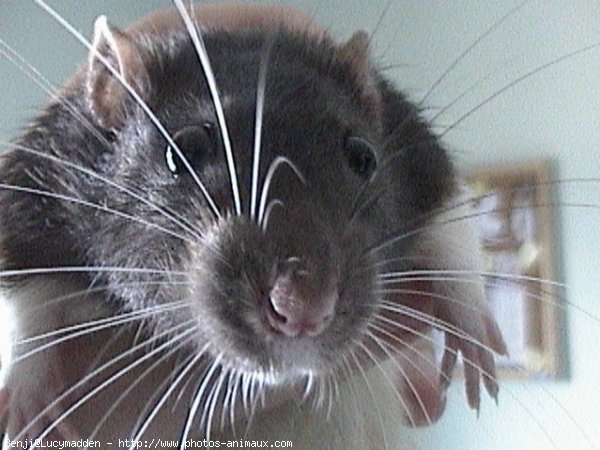 Photo de Rat