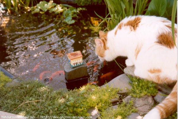 Photo de Chat domestique