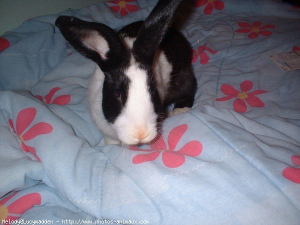 Photo de Lapin