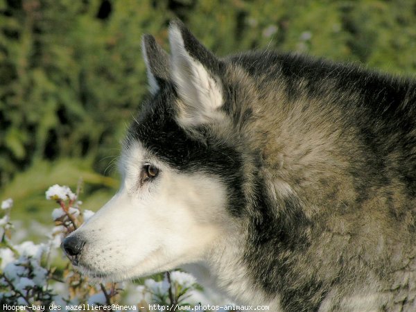 Photo de Husky siberien