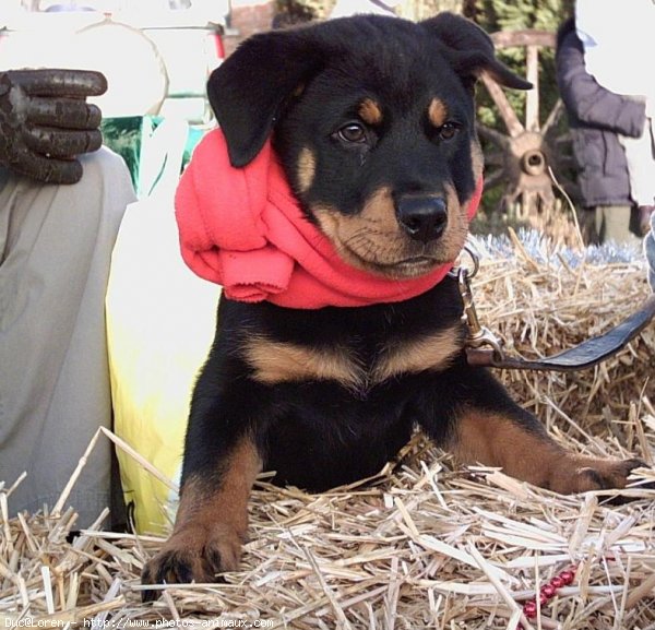 Photo de Rottweiler