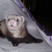 Photo de Furet