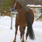 Photo de Quarter horse