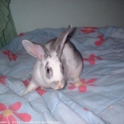 Photo de Lapin