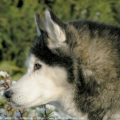 Photo de Husky siberien