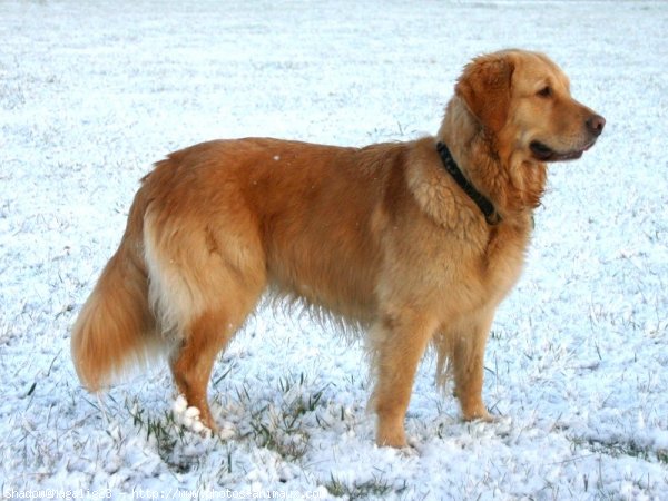 Photo de Golden retriever