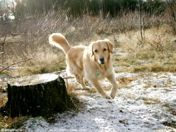 Photo de Golden retriever