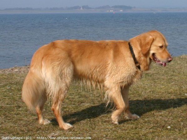 Photo de Golden retriever