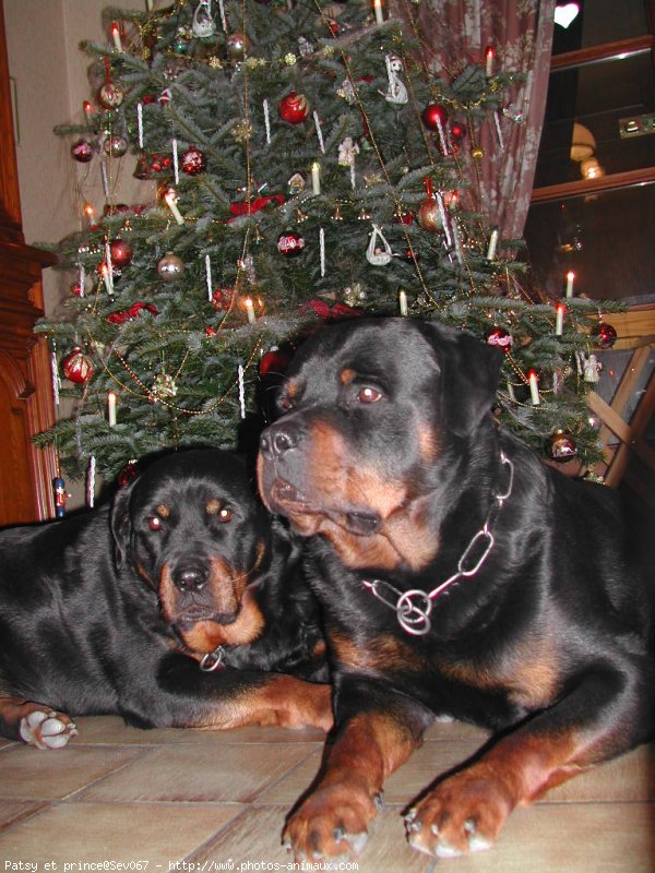 Photo de Rottweiler