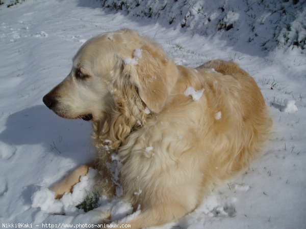 Photo de Golden retriever