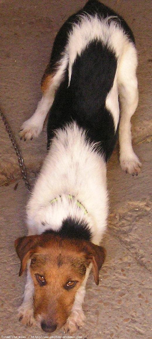 Photo de Fox terrier  poil dur