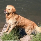 Photo de Golden retriever