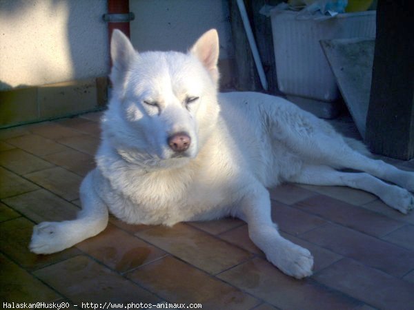 Photo de Husky siberien