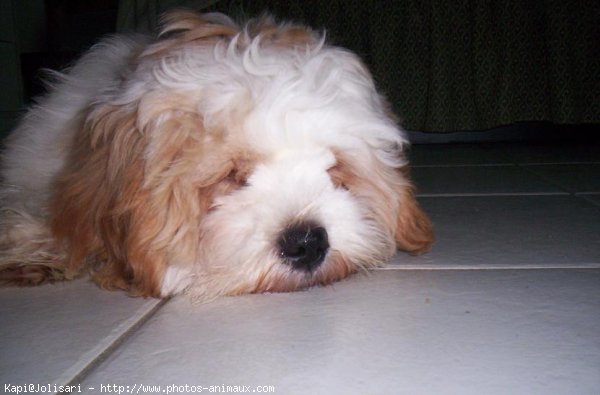 Photo de Lhassa apso