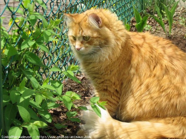 Photo de Chat domestique