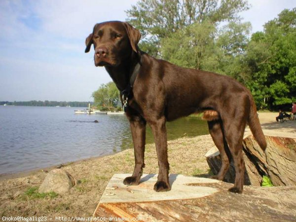 Photo de Labrador retriever