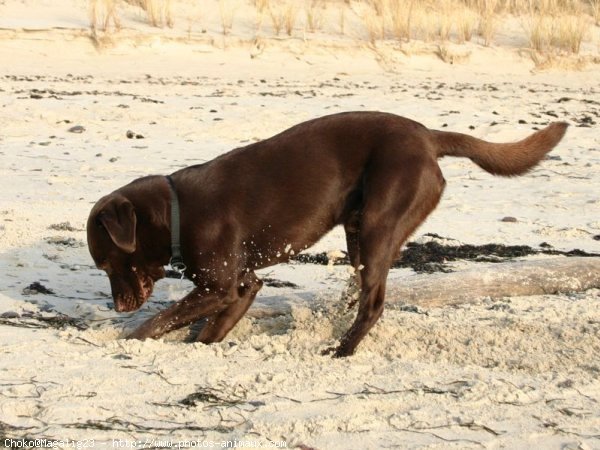 Photo de Labrador retriever