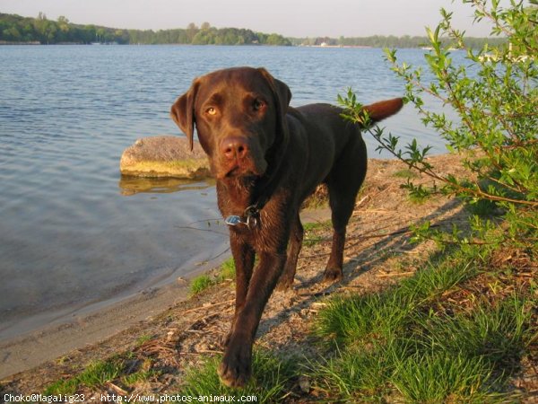 Photo de Labrador retriever