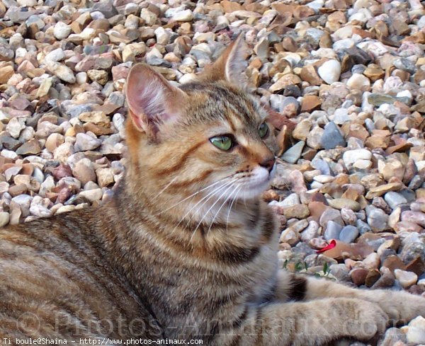 Photo de Chat domestique