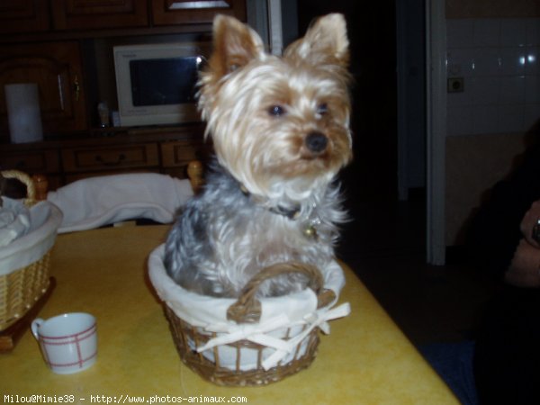 Photo de Yorkshire terrier