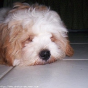 Photo de Lhassa apso