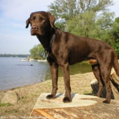 Photo de Labrador retriever