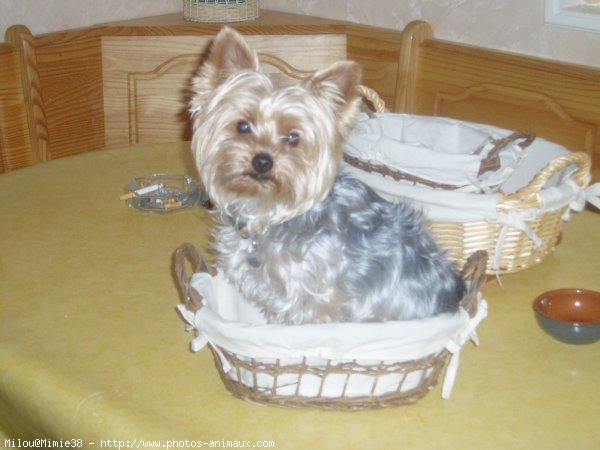 Photo de Yorkshire terrier