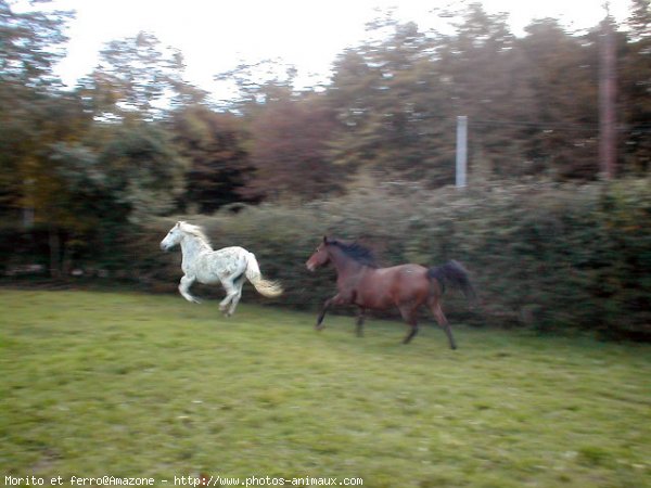 Photo de Races diffrentes