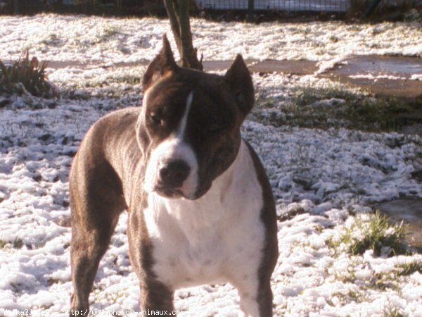 Photo d'American staffordshire terrier