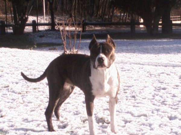 Photo d'American staffordshire terrier