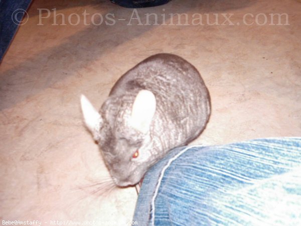 Photo de Chinchilla