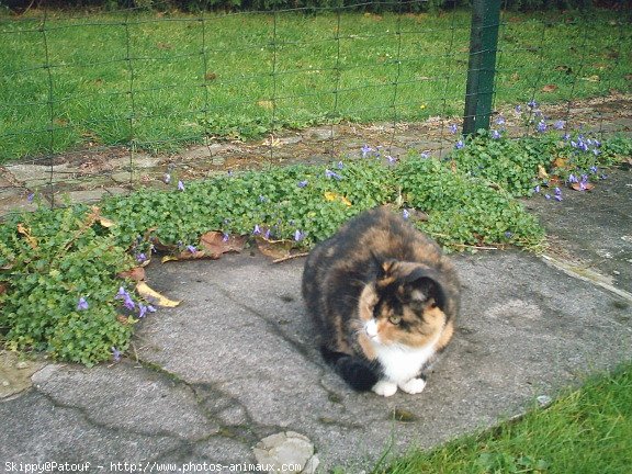 Photo de Chat domestique