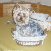 Photo de Yorkshire terrier