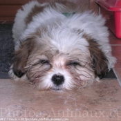 Photo de Shih tzu