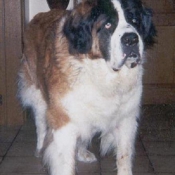 Photo de Saint-bernard poil long