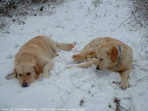 Photo de Golden retriever